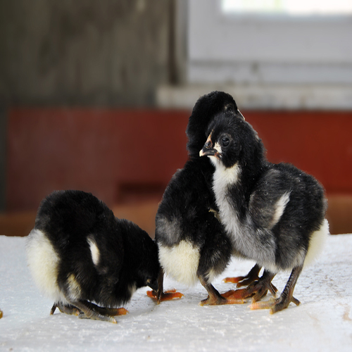 Siyah Australorp Civcivi