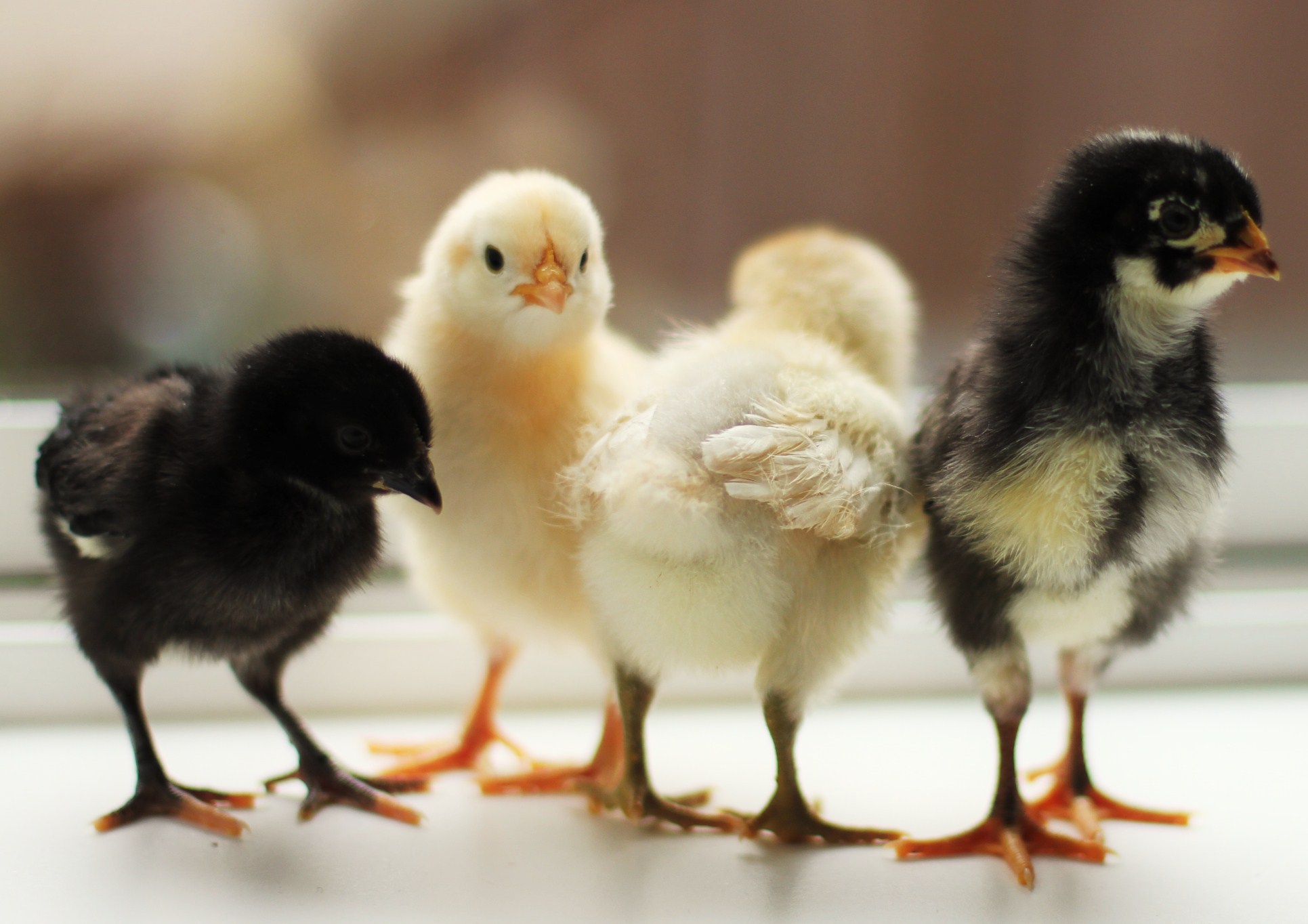 Australorp civciv gen tavuk uluk